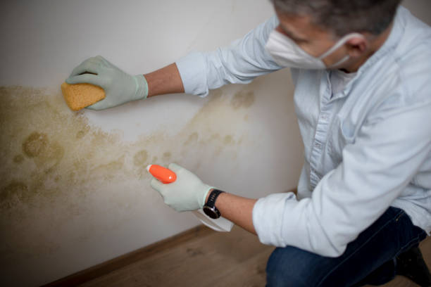 Best Mold Damage Repair  in USA